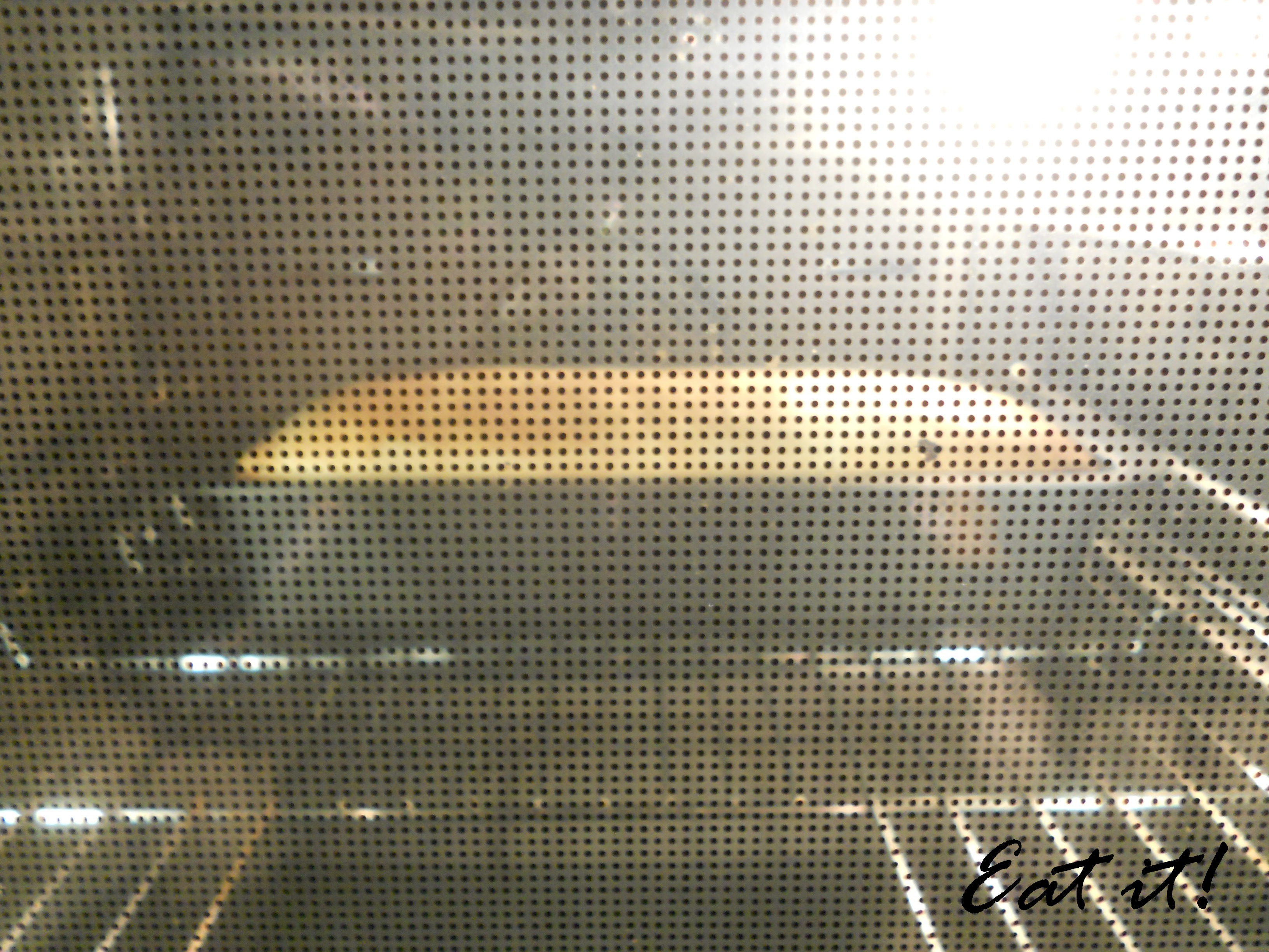 Pane in cassetta - In forno con lo stampo